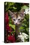 Kitten in Flowers, Sarasota, Florida, USA-Lynn M^ Stone-Stretched Canvas