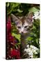 Kitten in Flowers, Sarasota, Florida, USA-Lynn M^ Stone-Stretched Canvas