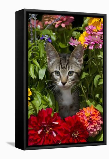 Kitten in Flowers, Sarasota, Florida, USA-Lynn M^ Stone-Framed Stretched Canvas