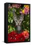 Kitten in Flowers, Sarasota, Florida, USA-Lynn M^ Stone-Framed Stretched Canvas