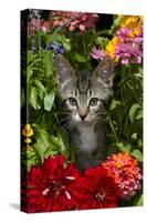 Kitten in Flowers, Sarasota, Florida, USA-Lynn M^ Stone-Stretched Canvas