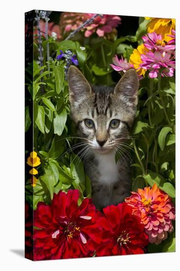 Kitten in Flowers, Sarasota, Florida, USA-Lynn M^ Stone-Stretched Canvas