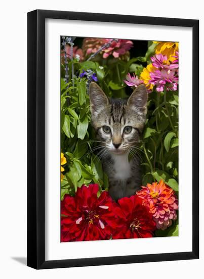 Kitten in Flowers, Sarasota, Florida, USA-Lynn M^ Stone-Framed Premium Photographic Print