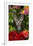 Kitten in Flowers, Sarasota, Florida, USA-Lynn M^ Stone-Framed Premium Photographic Print