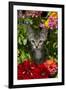 Kitten in Flowers, Sarasota, Florida, USA-Lynn M^ Stone-Framed Premium Photographic Print