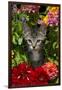 Kitten in Flowers, Sarasota, Florida, USA-Lynn M^ Stone-Framed Premium Photographic Print