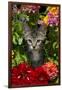 Kitten in Flowers, Sarasota, Florida, USA-Lynn M^ Stone-Framed Premium Photographic Print