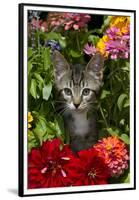 Kitten in Flowers, Sarasota, Florida, USA-Lynn M^ Stone-Framed Premium Photographic Print