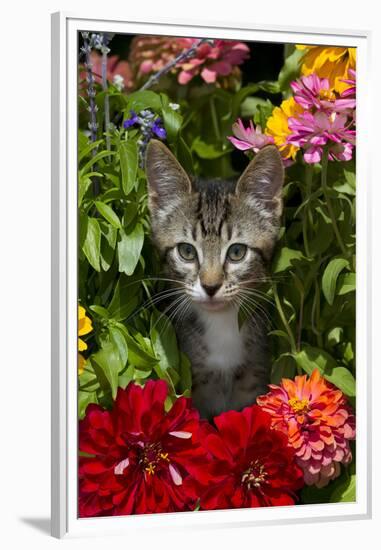 Kitten in Flowers, Sarasota, Florida, USA-Lynn M^ Stone-Framed Premium Photographic Print