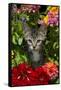 Kitten in Flowers, Sarasota, Florida, USA-Lynn M^ Stone-Framed Stretched Canvas