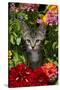 Kitten in Flowers, Sarasota, Florida, USA-Lynn M^ Stone-Stretched Canvas