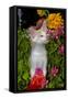 Kitten in Flowers, Sarasota, Florida, USA-Lynn M^ Stone-Framed Stretched Canvas