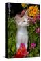 Kitten in Flowers, Sarasota, Florida, USA-Lynn M^ Stone-Stretched Canvas