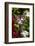 Kitten in Flowers, Sarasota, Florida, USA-Lynn M^ Stone-Framed Photographic Print