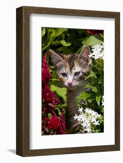 Kitten in Flowers, Sarasota, Florida, USA-Lynn M^ Stone-Framed Photographic Print
