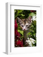 Kitten in Flowers, Sarasota, Florida, USA-Lynn M^ Stone-Framed Photographic Print