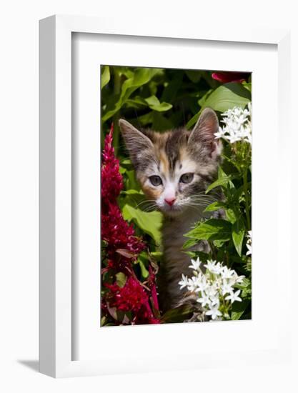 Kitten in Flowers, Sarasota, Florida, USA-Lynn M^ Stone-Framed Photographic Print