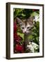 Kitten in Flowers, Sarasota, Florida, USA-Lynn M^ Stone-Framed Photographic Print