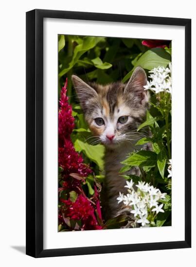 Kitten in Flowers, Sarasota, Florida, USA-Lynn M^ Stone-Framed Photographic Print