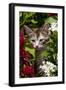 Kitten in Flowers, Sarasota, Florida, USA-Lynn M^ Stone-Framed Photographic Print