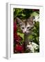 Kitten in Flowers, Sarasota, Florida, USA-Lynn M^ Stone-Framed Photographic Print