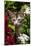 Kitten in Flowers, Sarasota, Florida, USA-Lynn M^ Stone-Mounted Photographic Print