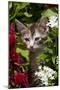 Kitten in Flowers, Sarasota, Florida, USA-Lynn M^ Stone-Mounted Photographic Print