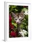 Kitten in Flowers, Sarasota, Florida, USA-Lynn M^ Stone-Framed Photographic Print