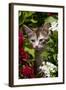 Kitten in Flowers, Sarasota, Florida, USA-Lynn M^ Stone-Framed Photographic Print