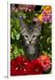 Kitten in Flowers, Sarasota, Florida, USA-Lynn M^ Stone-Framed Photographic Print