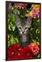 Kitten in Flowers, Sarasota, Florida, USA-Lynn M^ Stone-Framed Photographic Print