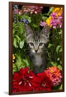 Kitten in Flowers, Sarasota, Florida, USA-Lynn M^ Stone-Framed Photographic Print