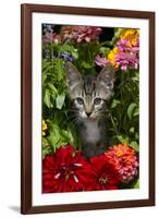 Kitten in Flowers, Sarasota, Florida, USA-Lynn M^ Stone-Framed Photographic Print