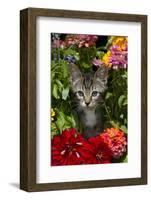 Kitten in Flowers, Sarasota, Florida, USA-Lynn M^ Stone-Framed Photographic Print