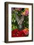 Kitten in Flowers, Sarasota, Florida, USA-Lynn M^ Stone-Framed Photographic Print