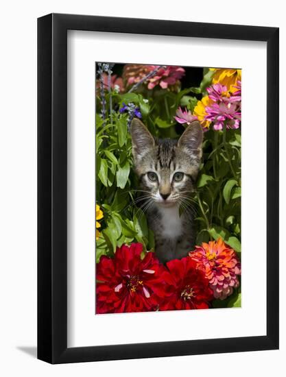 Kitten in Flowers, Sarasota, Florida, USA-Lynn M^ Stone-Framed Photographic Print