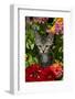 Kitten in Flowers, Sarasota, Florida, USA-Lynn M^ Stone-Framed Photographic Print