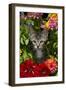 Kitten in Flowers, Sarasota, Florida, USA-Lynn M^ Stone-Framed Photographic Print