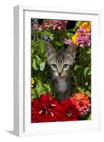 Kitten in Flowers, Sarasota, Florida, USA-Lynn M^ Stone-Framed Photographic Print