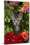 Kitten in Flowers, Sarasota, Florida, USA-Lynn M^ Stone-Mounted Photographic Print