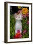 Kitten in Flowers, Sarasota, Florida, USA-Lynn M^ Stone-Framed Photographic Print