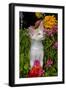 Kitten in Flowers, Sarasota, Florida, USA-Lynn M^ Stone-Framed Photographic Print