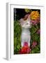 Kitten in Flowers, Sarasota, Florida, USA-Lynn M^ Stone-Framed Photographic Print