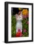 Kitten in Flowers, Sarasota, Florida, USA-Lynn M^ Stone-Framed Photographic Print