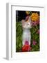 Kitten in Flowers, Sarasota, Florida, USA-Lynn M^ Stone-Framed Photographic Print