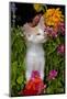 Kitten in Flowers, Sarasota, Florida, USA-Lynn M^ Stone-Mounted Photographic Print