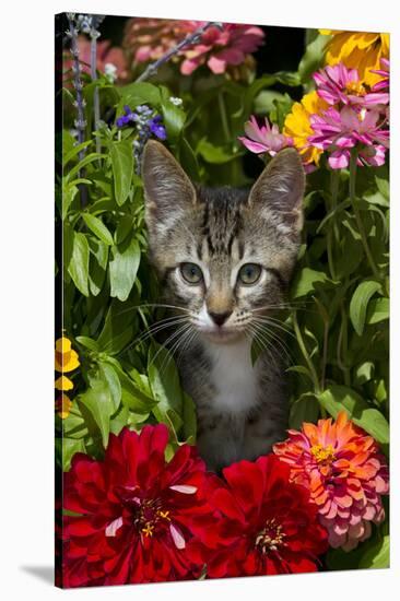 Kitten in Flowers, Sarasota, Florida, USA-Lynn M^ Stone-Stretched Canvas