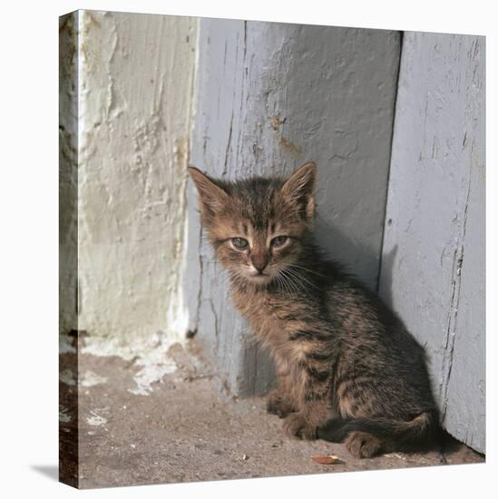 Kitten in Heracleion-CM Dixon-Stretched Canvas