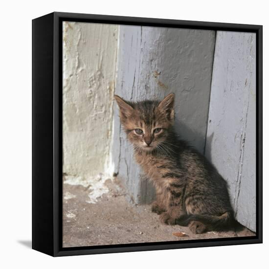 Kitten in Heracleion-CM Dixon-Framed Stretched Canvas