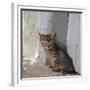 Kitten in Heracleion-CM Dixon-Framed Premium Photographic Print